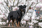 Miniature Australian Shepherd Rde