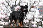 Miniature Australian Shepherd Rde