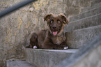 Miniature Australian Shepherd Rde