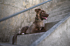 Miniature Australian Shepherd Rde