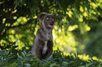 Miniature Australian Shepherd Rde