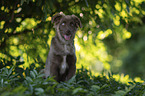 Miniature Australian Shepherd Rde