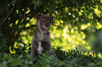 Miniature Australian Shepherd Rde