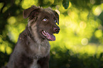 Miniature Australian Shepherd Rde