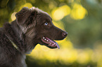 Miniature Australian Shepherd Rde