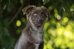 Miniature Australian Shepherd Rde