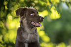 Miniature Australian Shepherd Rde