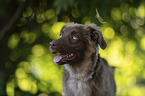 Miniature Australian Shepherd Rde