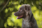 Miniature Australian Shepherd Rde
