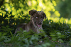 Miniature Australian Shepherd Rde