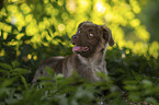 Miniature Australian Shepherd Rde