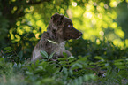 Miniature Australian Shepherd Rde