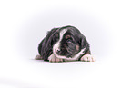 Miniature Australian Shepherd Welpe