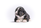 Miniature Australian Shepherd Welpe