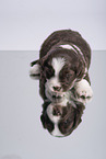 Miniature Australian Shepherd Welpe