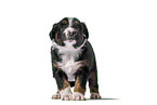Miniature Australian Shepherd Welpe