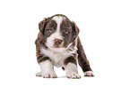 Miniature Australian Shepherd Welpe