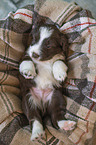 Miniature Australian Shepherd Welpe