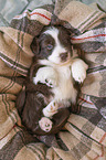 Miniature Australian Shepherd Welpe