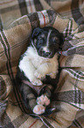 Miniature Australian Shepherd Welpe