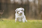 Miniature Australian Shepherd Welpe