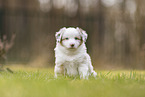Miniature Australian Shepherd Welpe