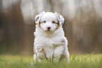 Miniature Australian Shepherd Welpe