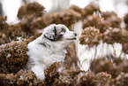 Miniature Australian Shepherd Welpe