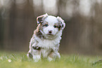 Miniature Australian Shepherd Welpe