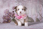 Miniature Australian Shepherd Welpe