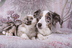 Miniature Australian Shepherds