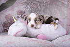 Miniature Australian Shepherd Welpe