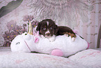 Miniature Australian Shepherd Welpe