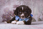 Miniature Australian Shepherd Welpe