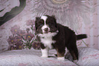 Miniature Australian Shepherd Welpe