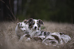 Miniature Australian Shepherds