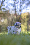 Miniature Australian Shepherd Welpe