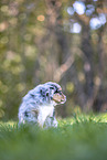 Miniature Australian Shepherd Welpe