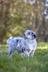 Miniature Australian Shepherd Welpe