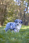 Miniature Australian Shepherd Welpe