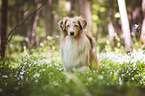 Miniature Australian Shepherd