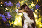 Miniature Australian Shepherd