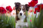 Miniature Australian Shepherd