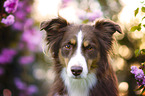 Miniature Australian Shepherd