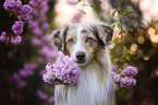 Miniature Australian Shepherd