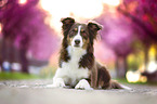 Miniature Australian Shepherd