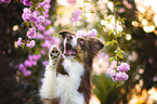 Miniature Australian Shepherd