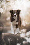 Miniature Australian Shepherd