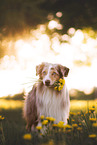 Miniature Australian Shepherd