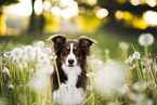 Miniature Australian Shepherd